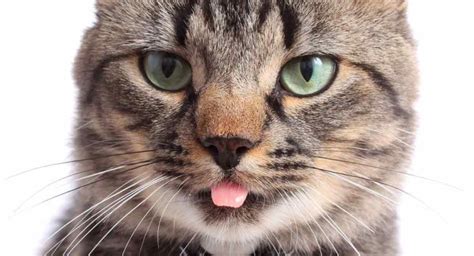 why do cats put their tongue out  Conclusion: Figuring Out Why Your Cat Sleeps with Its Tongue Out